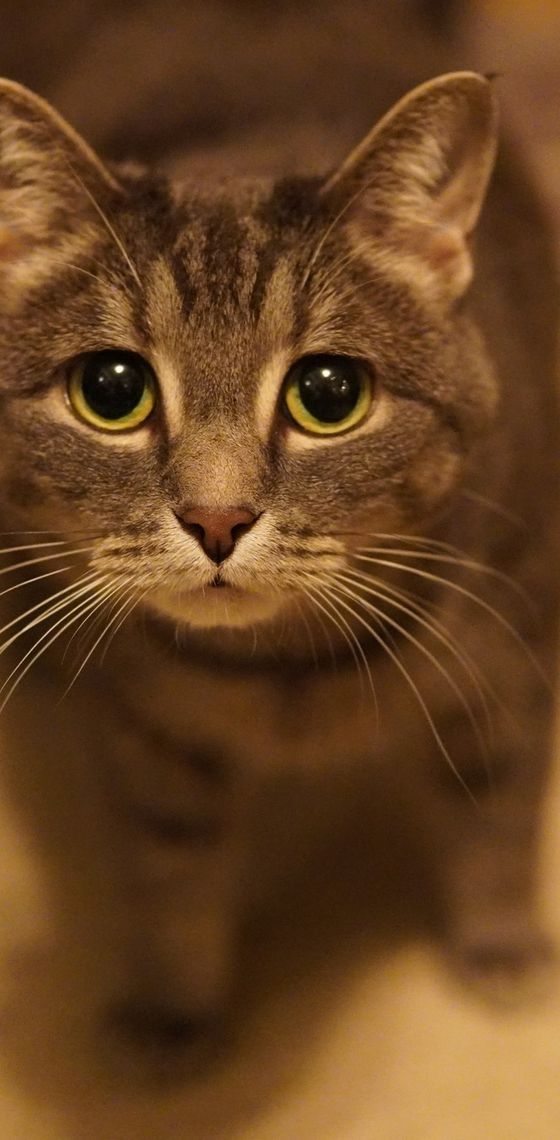A cat profile on Random Pussies