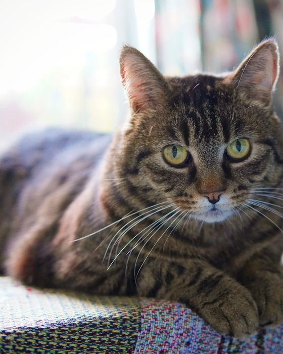 Random Pussies cat profile