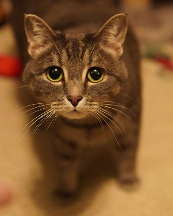 Marmalade