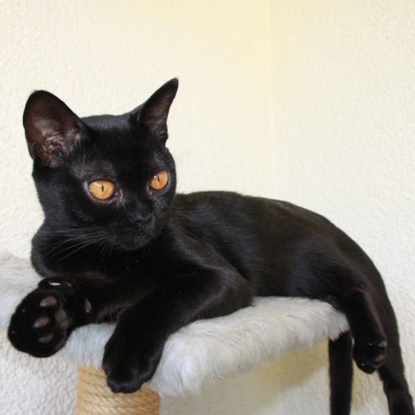 A sleek black cat