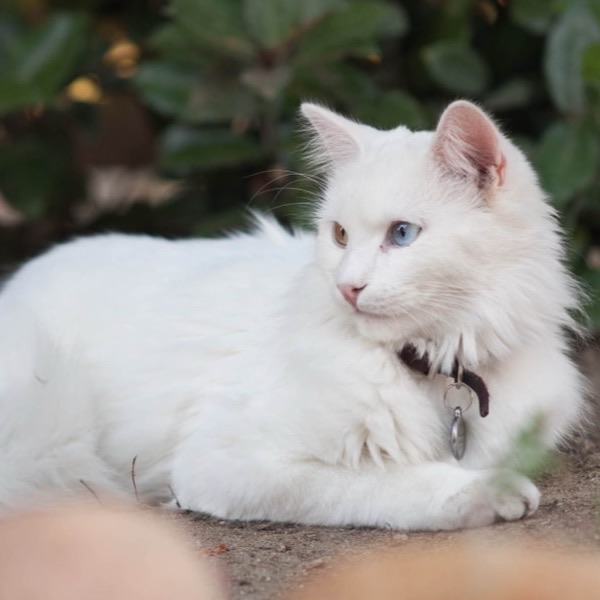 A fluffy white cat