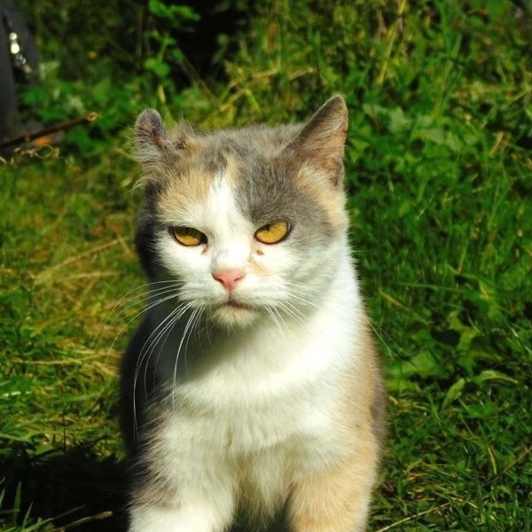 A calico cat