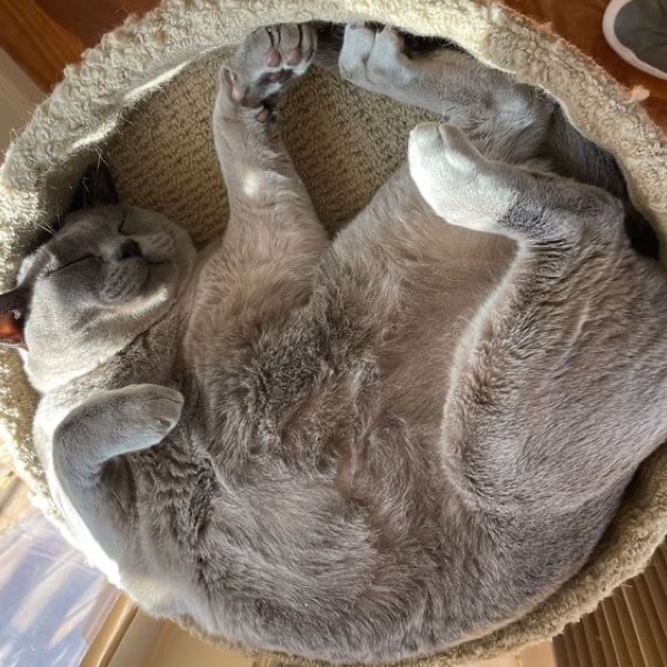 A chonky cat