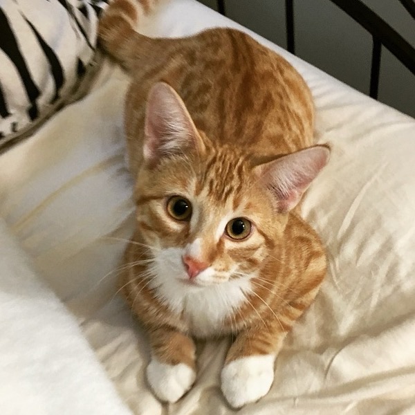A playful ginger cat