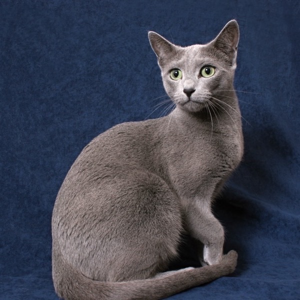 A silky grey cat