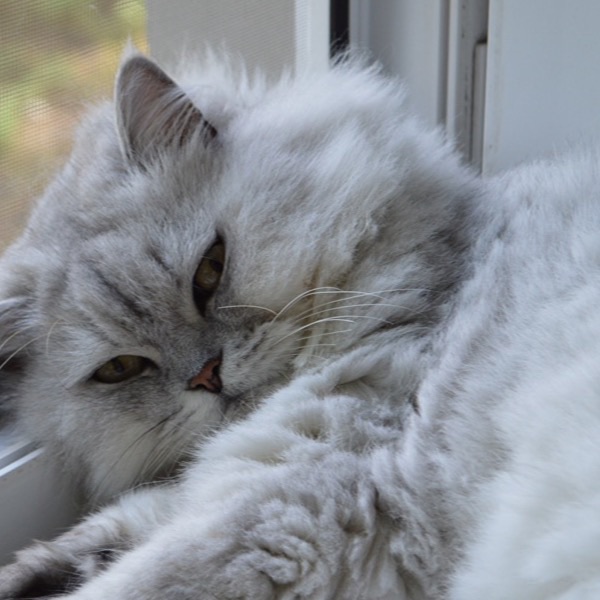 A fluffy persian cat