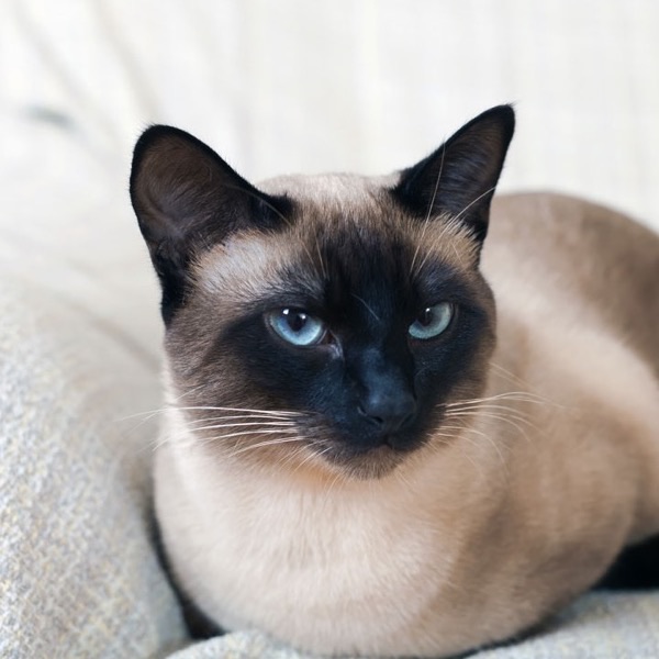 A sleek siamese cat