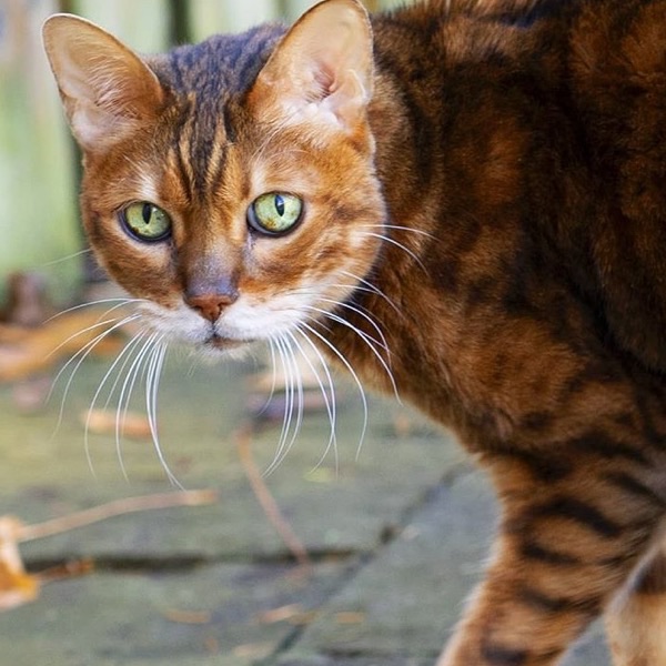 A tabby cat
